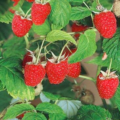 Ripe red raspberries on the bush