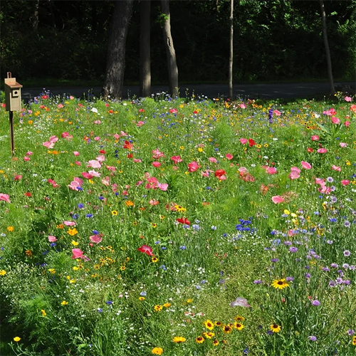 Vibrant wildflowers in a meadow with a birdhouse
