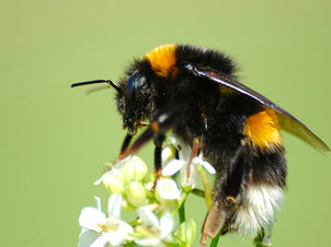 Bumblebee Identification Chart