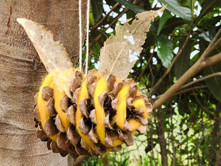 How to Make This Cute Eco Pinecone Bumblebee