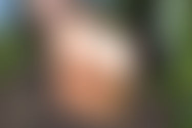 How to Make a Bumblebee Nest