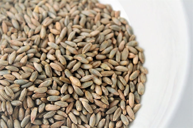 rye_closeup_1024x1024.jpg