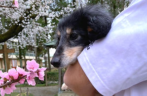 新年度の始まり、桜の開花🌸