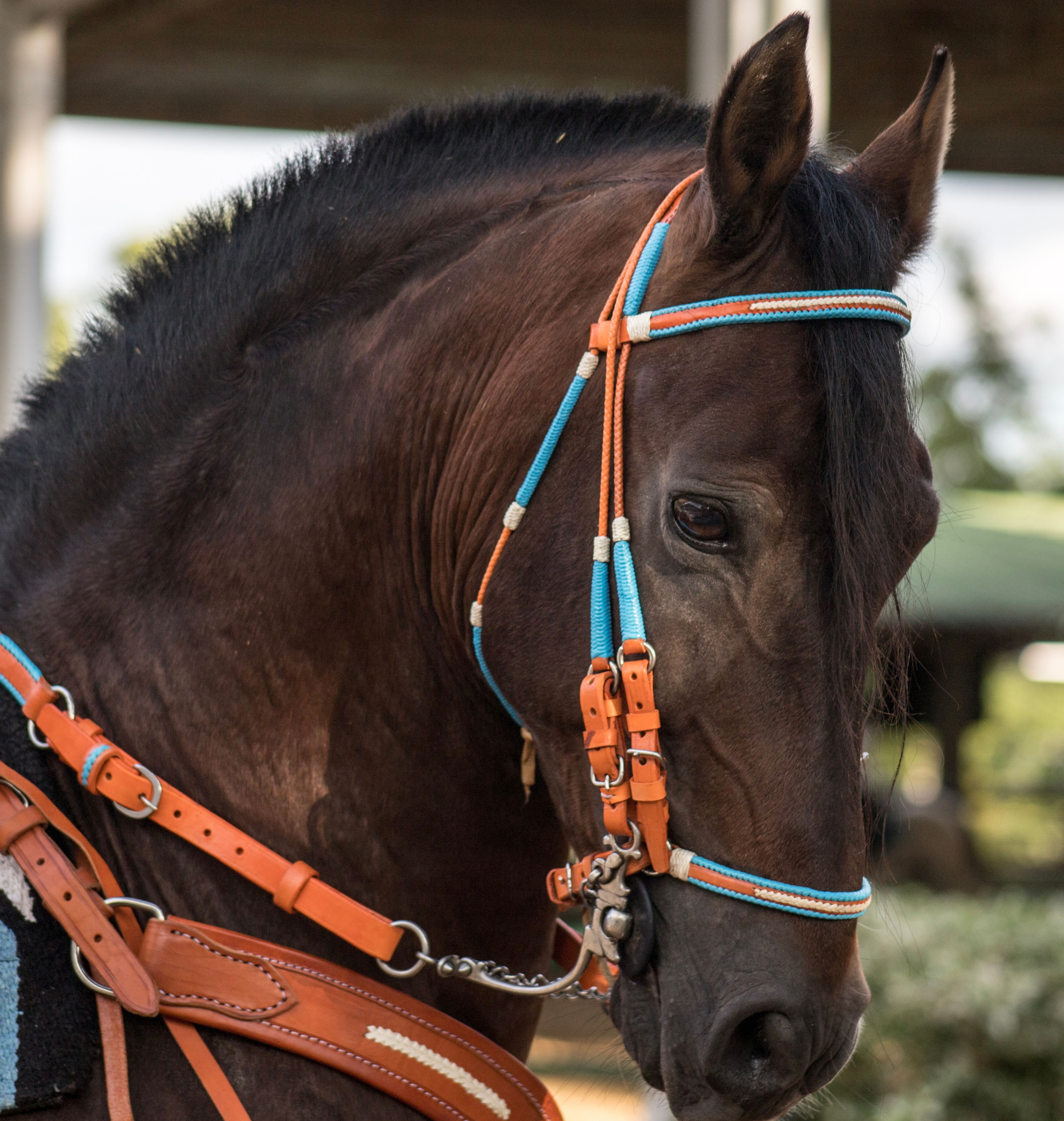 Apero premium Insignia 