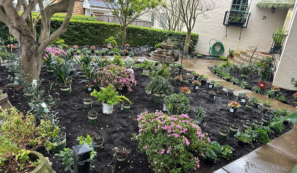 sod-replacement-1 (1).jpg