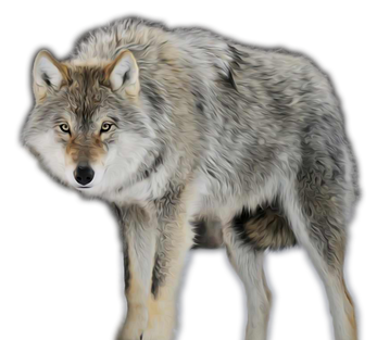 GN_wolf_png (2b).png