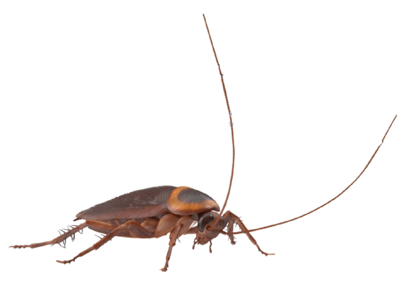 insect3-removebg-preview.png