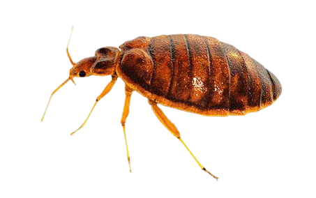 bedbugs-removebg-preview.png
