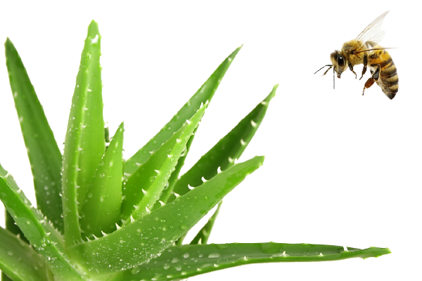 aloe_bee-removebg-preview (1).png