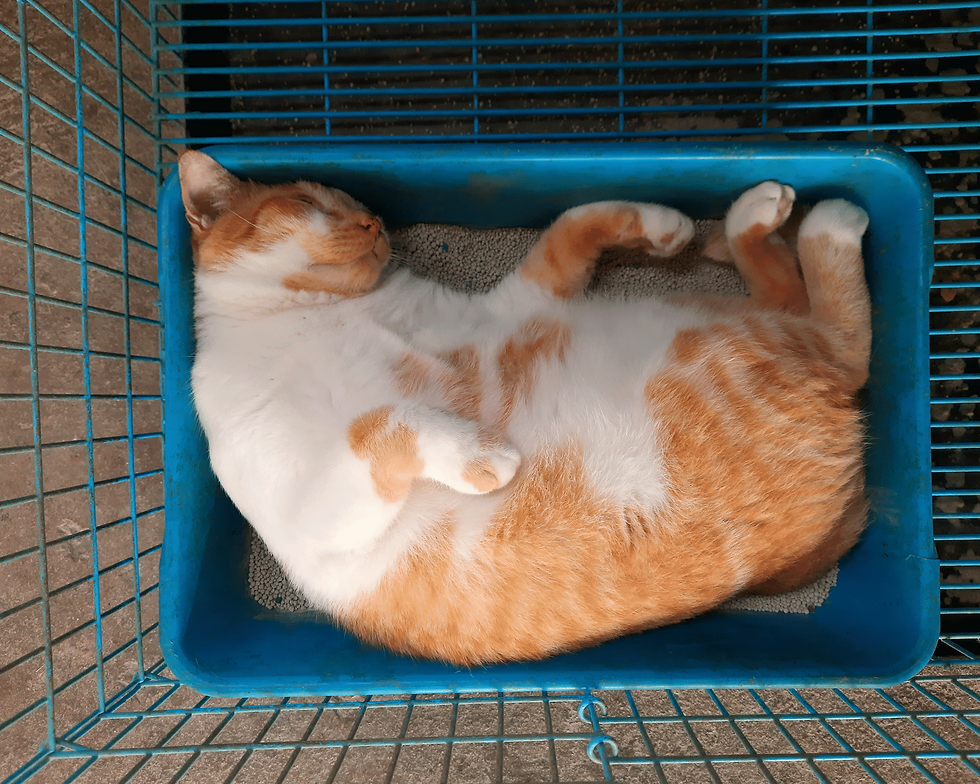 Cat sleeping in Litter Tray