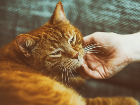 Decoding Cat Behavior: Insights into Your Feline Friend's Mind