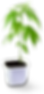 CannaPlant.png