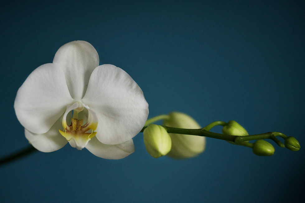 From Baby Jaycee to Full-Fledged Orchid