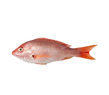 Caribbean Red Snapper 