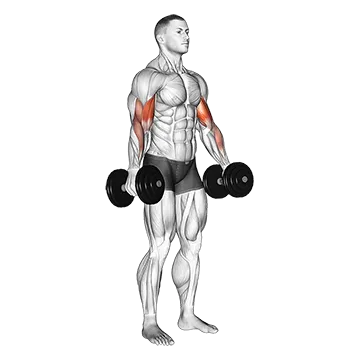 dumbbell-curl.webp