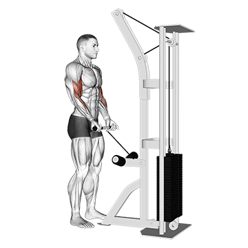 cable-drag-curl.gif