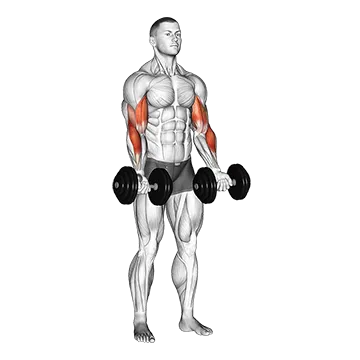 dumbbell-zottman-curl.webp