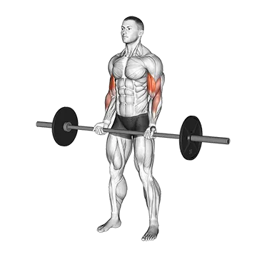 barbell-curl.webp