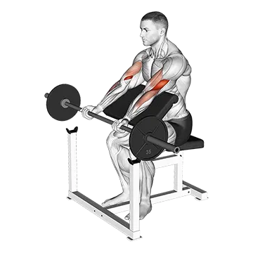 barbell-preacher-curl.webp