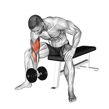 dumbbell-concentration-curl.webp