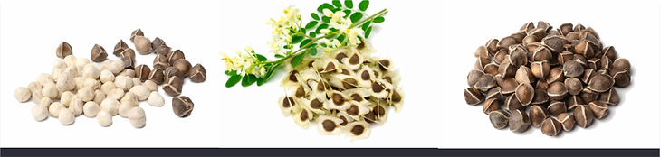 Dried Moringa Seed