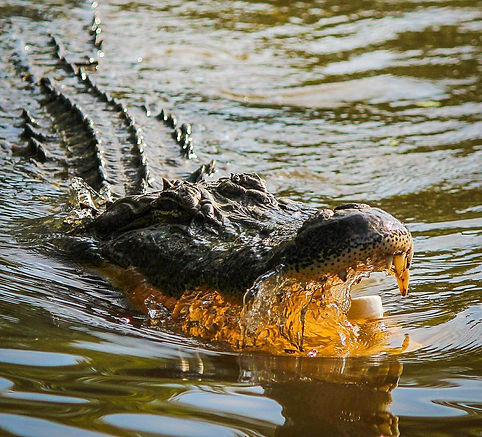 Louisiana Aligator in Bayou