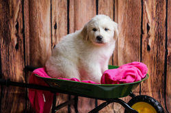 Female3-BrienneXJonSnow 6