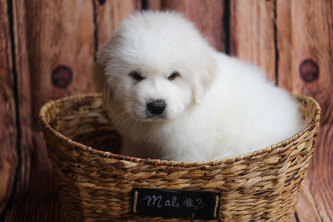 Male Great Pyrenees Puppy