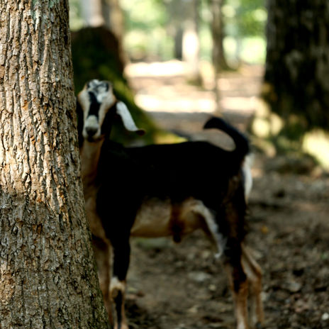 Nubian Goat