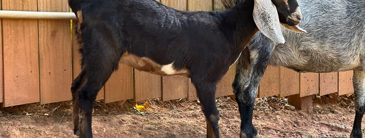 Nubian Goat for sale Georgia 