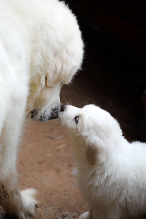 Great Pyrenees Puppy