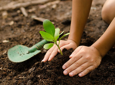 Plantando-mudinhas.jpg