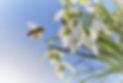 Snowdrop and bee.jpg