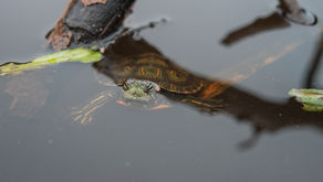 La liberación de las especies se hizo en la Reserva Natural de la Sociedad Civil “Hacienda El Cequión”, situada en el municipio de Dibulla, La Guajira, donde entidades como Cerrejón y la Corporación Autónoma Regional de La Guajira dieron en libertad un total de 1.584 hicoteas.