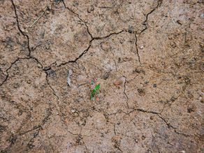El fenómeno de El Niño tendrá una probabilidad de alcanzar el 81% de intensidad durante los meses que conforman el segundo semestre del 2026 en Colombia, de acuerdo con El Instituto de Hidrología, Meteorología y Estudios Ambientales (Ideam).