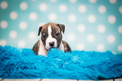 American STaffordshire Terrier rasowy szczeniak Bolek