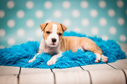 American Staffordshire Terrier Puppy Piotrus