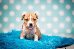 American Staffordshire Terrier Szczeniaki Wojtuś