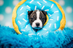 American Staffordshire Terrier Puppy Kacperek