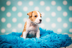 Amstaff Piesek Piotrus