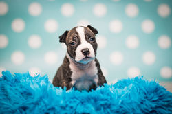 Amstaff Uroczy szczeniak Kacperek