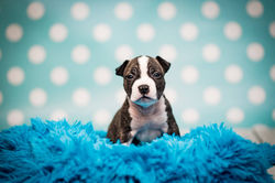 American Staffordshire Terrier Szczenięta Kacperek