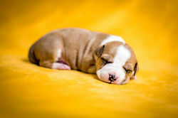 Szczeniak Amstaff  piesek rudy 2