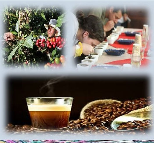 Cata de Café.jpg