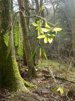 Winter Woodland 1
