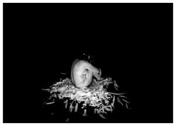 Swanwoman_edited_edited_edited