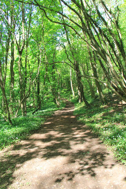 Dappled Woodland Path 1