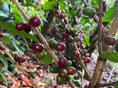 ยกระดับคุณภาพเมล็ดกาแฟอะราบิกาไทยด้วยเทคโนโลยีแสงซินโครตรอน