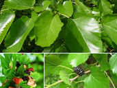 วว. พัฒนาผลิตภัณฑ์เซรั่มจากสารสกัดใบหม่อน ช่วยลดการสร้างเม็ดสี/ลดเลือนจุดด่างดำ