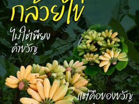 พลังภาคีกำแพงเพชร ตั้งเป้า“กล้วยไข่” เรียกรายได้ร้อยล้านคืนชีพพืชเศรษฐกิจสู่แผนพัฒนาจังหวัดกำแพงเพชร